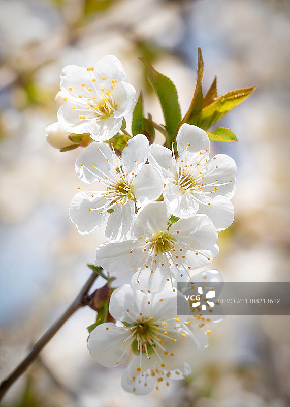 白色樱花特写，德国施塔德图片素材