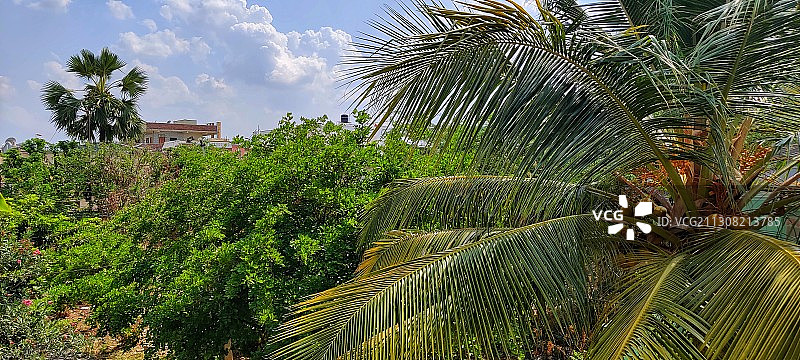 棕榈树的低角度视图，印度海得拉巴图片素材