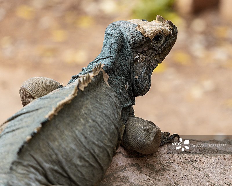 岩石上的鬣蜥特写图片素材