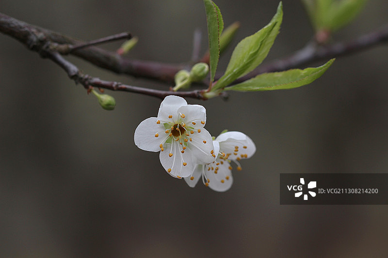 李花开了图片素材