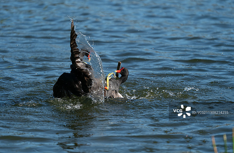 男子在佛罗里达州塞米诺尔海边钓鱼图片素材