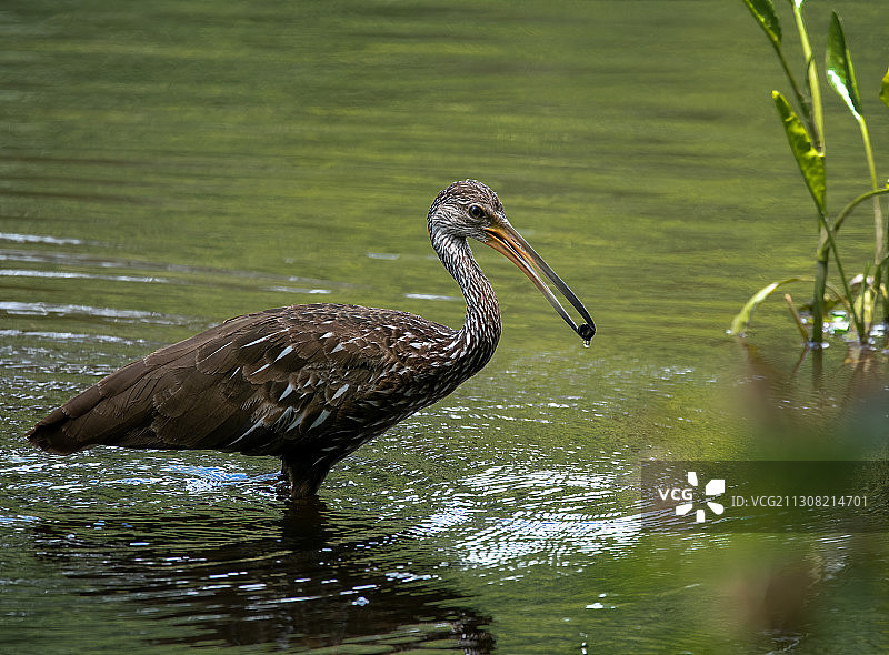 美国佛罗里达州坦帕市的苍鹭图片素材