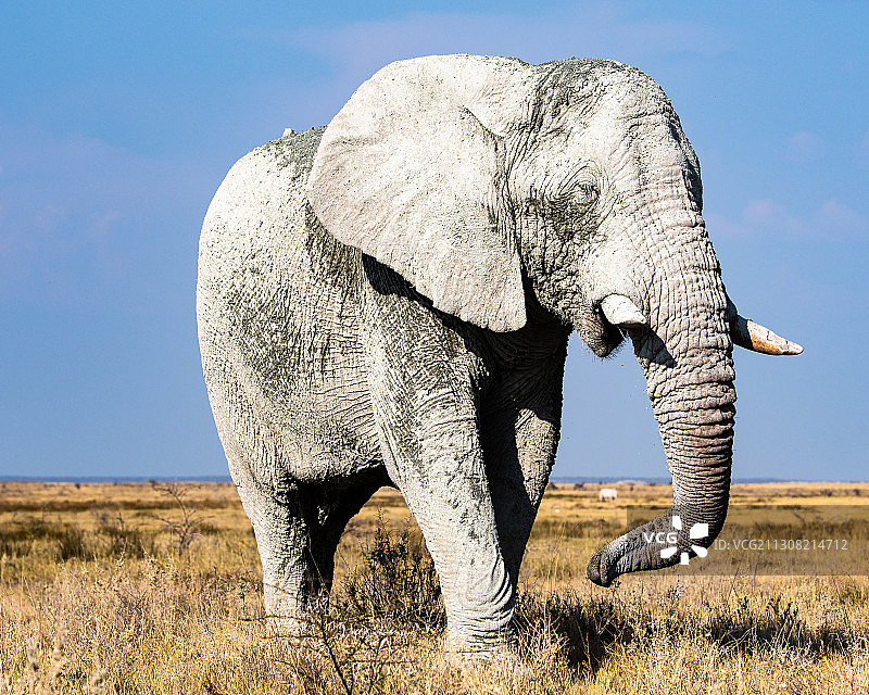 在埃托沙国家公园，纳米比亚，大象走在田野上的侧视图图片素材