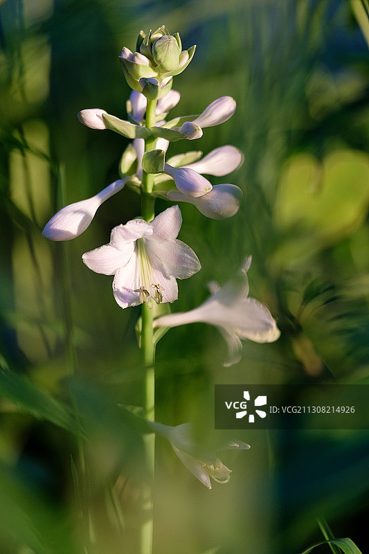 美国特拉华州的白色植物特写图片素材