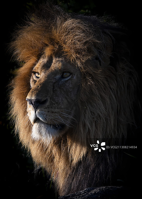 狮子肖像，坦桑尼亚塞伦盖蒂国家公园图片素材