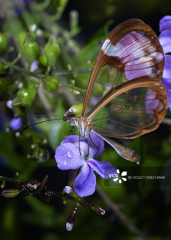 蝴蝶在紫色花朵上采蜜特写，危地马拉市图片素材