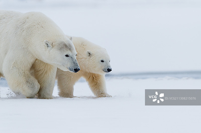 美国阿拉斯加巴特岛两只嬉戏的北极熊图片素材