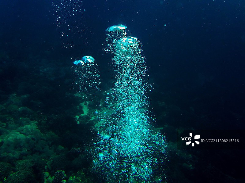 鱼在海中游动（仰视角度）图片素材