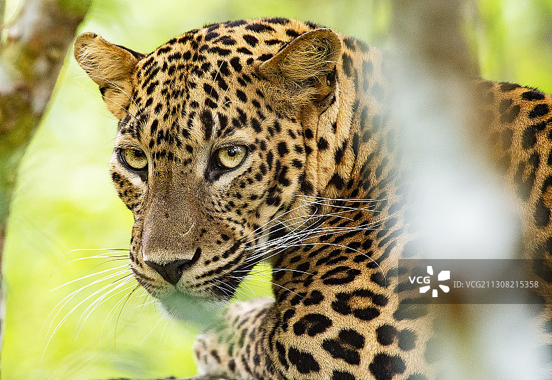 维勒珀图国家公园中豹子的特写，斯里兰卡图片素材