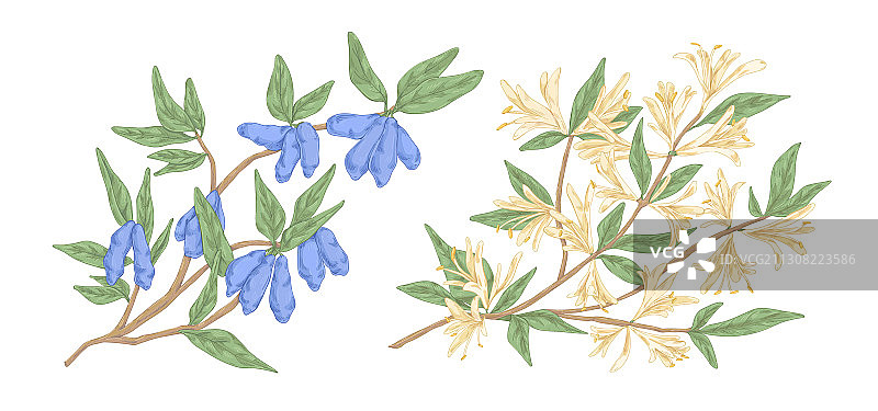 彩色手绘金银花枝图片素材