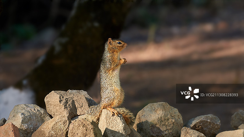 蜥蜴在岩石上特写，墨西哥科利马图片素材