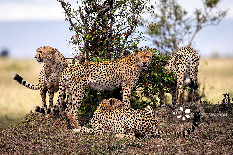 猎豹家庭在田野上图片素材