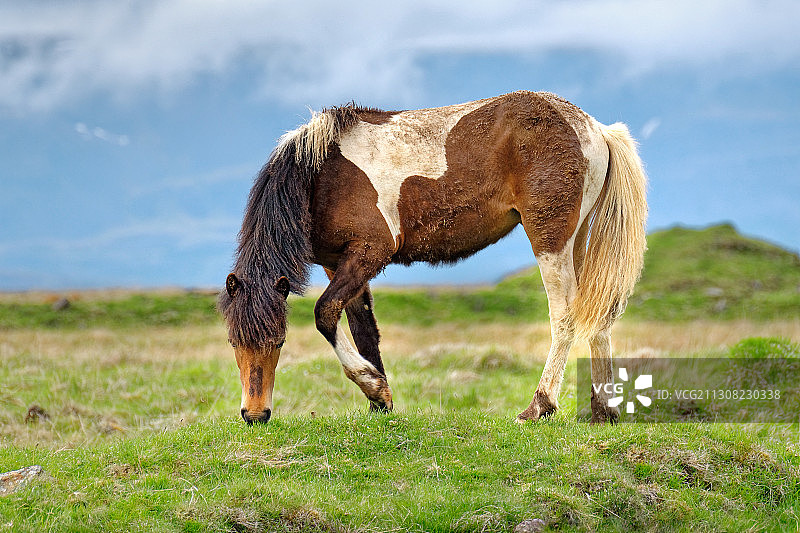 在田野上吃草的小马驹的侧面图图片素材