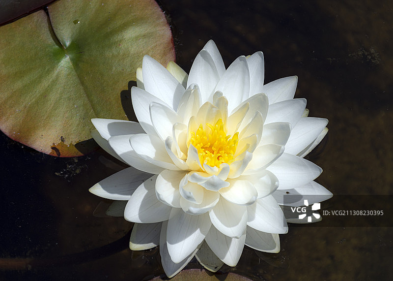 湖中白色睡莲的特写图片素材