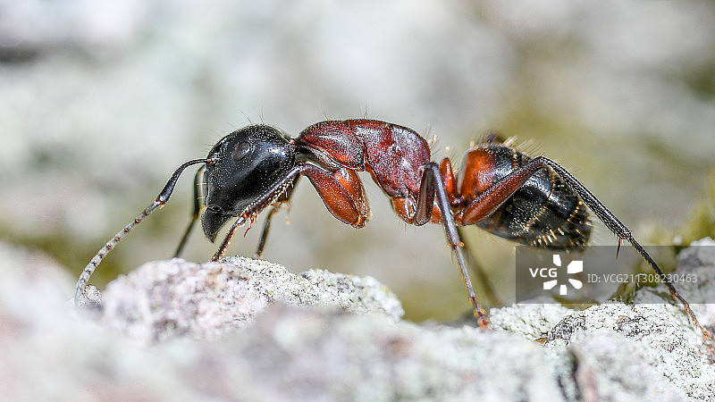 岩石上的蚂蚁特写图片素材