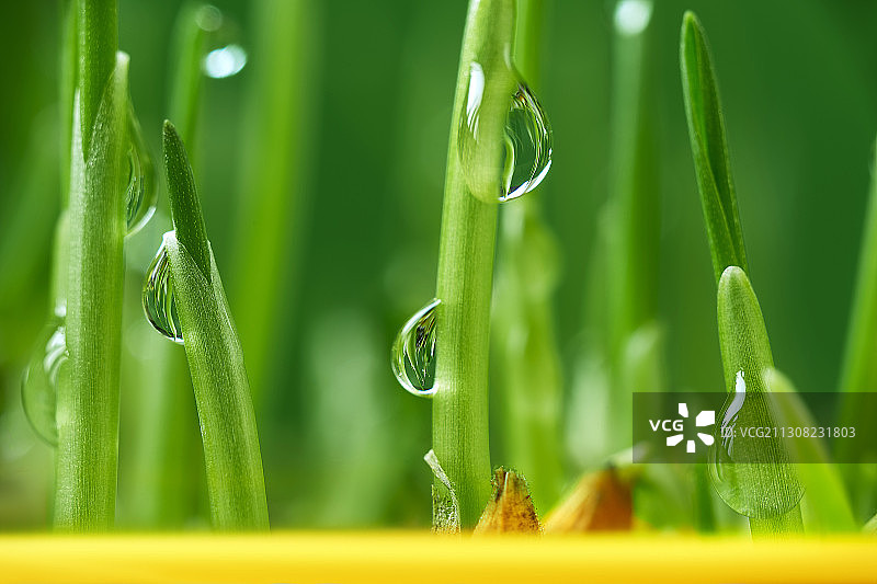 湿草特写图片素材