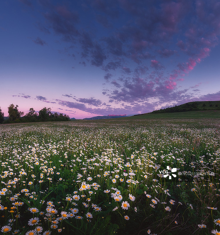 日落时分田野上盛开植物与天空的风景图片素材