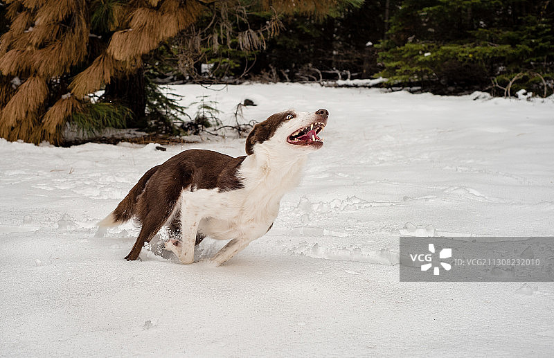 在雪地上奔跑的狗的侧视图图片素材