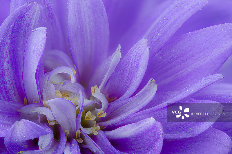 紫色花朵的特写图片素材