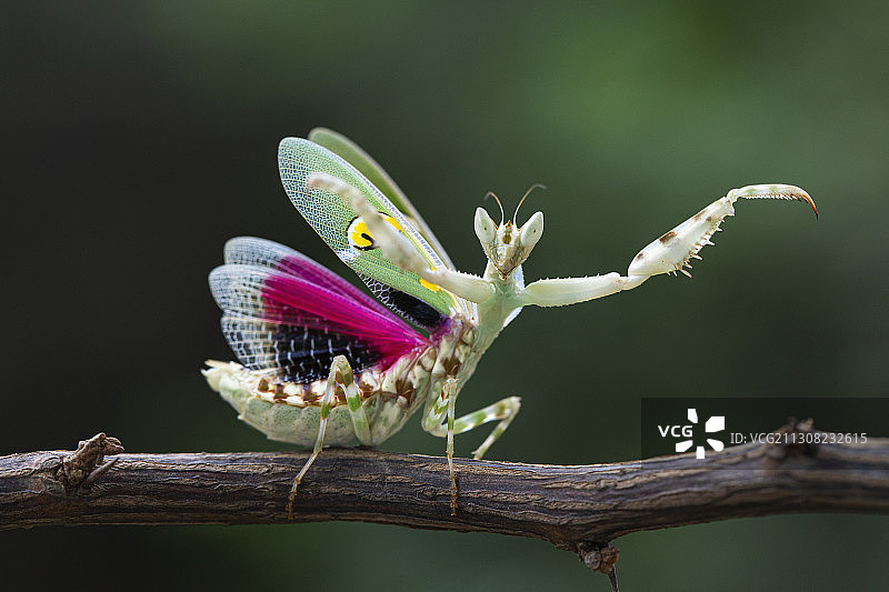 昆虫在花上的特写图片素材