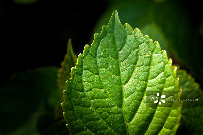 绿叶的特写图片素材