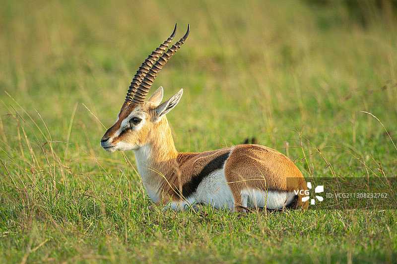 坐在草地上的鹿的侧面照图片素材