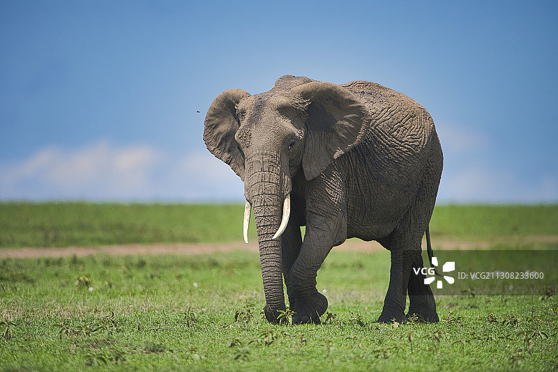 大象在肯尼亚马赛马拉国家保护区行走，全身照图片素材