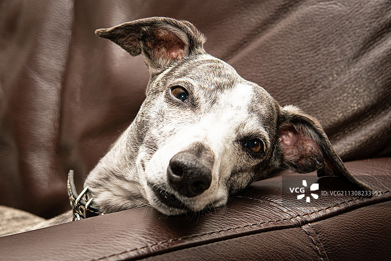 狗狗在家中沙发上放松的特写图片素材