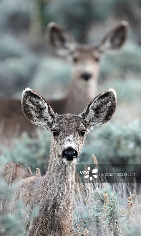 站立在田野上的鹿的画像，美国内华达州沃肖湖图片素材