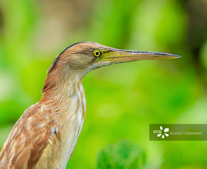 特写的鸟图片素材