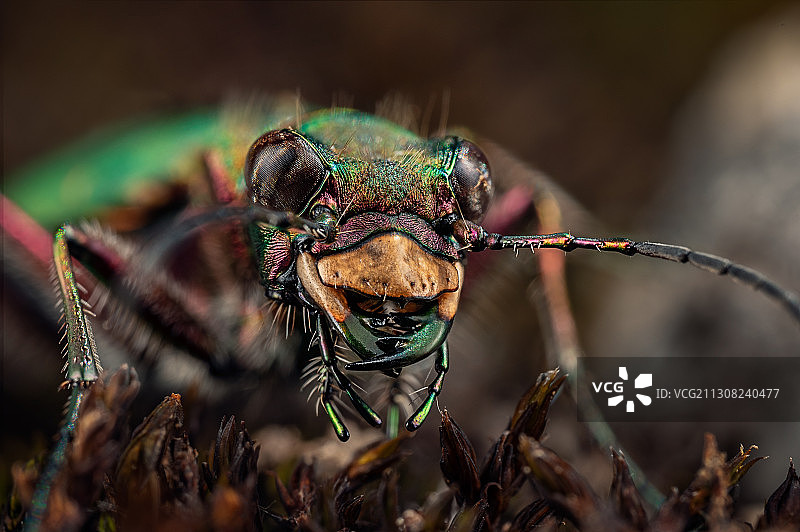 德国施莱兴埃滕豪森，植物上的蜘蛛特写图片素材