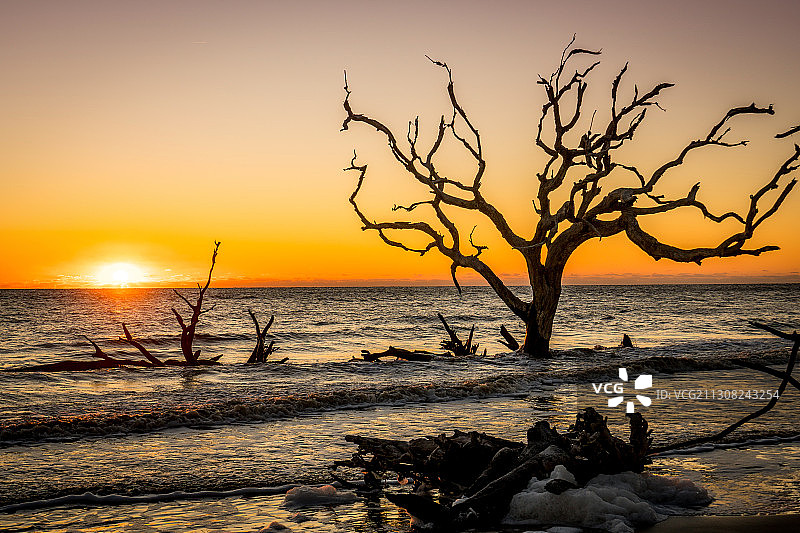 日落时佐治亚州杰基尔岛海边光秃秃的树的轮廓图片素材