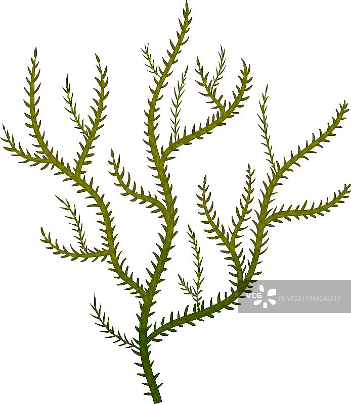 作为多细胞海洋藻类的绿色海藻图片素材