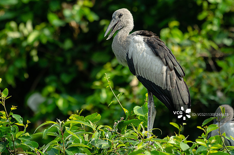 鸟栖息在树上的特写图片素材