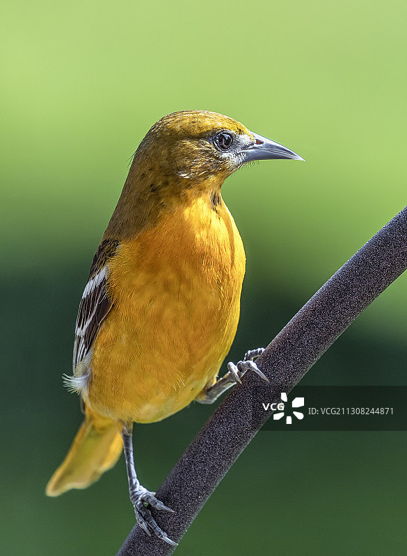 鸟栖息在树枝上的特写图片素材