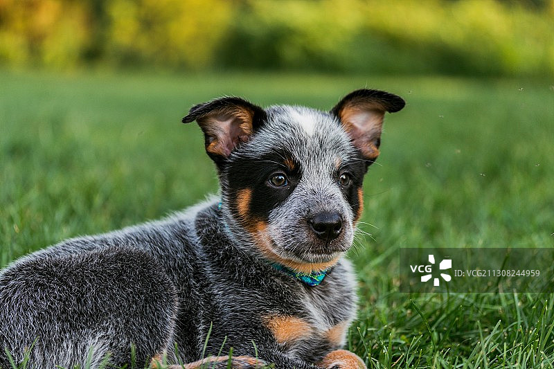 坐在草地上的小狗肖像图片素材