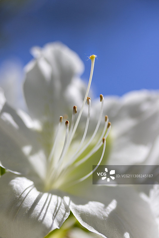 特写的白色开花植物图片素材