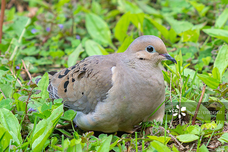 栖息在草地上的鸟类特写图片素材
