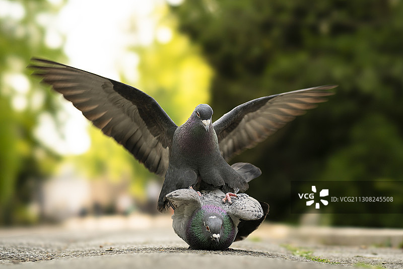 德国威斯巴登，人行道上空飞鸟特写图片素材