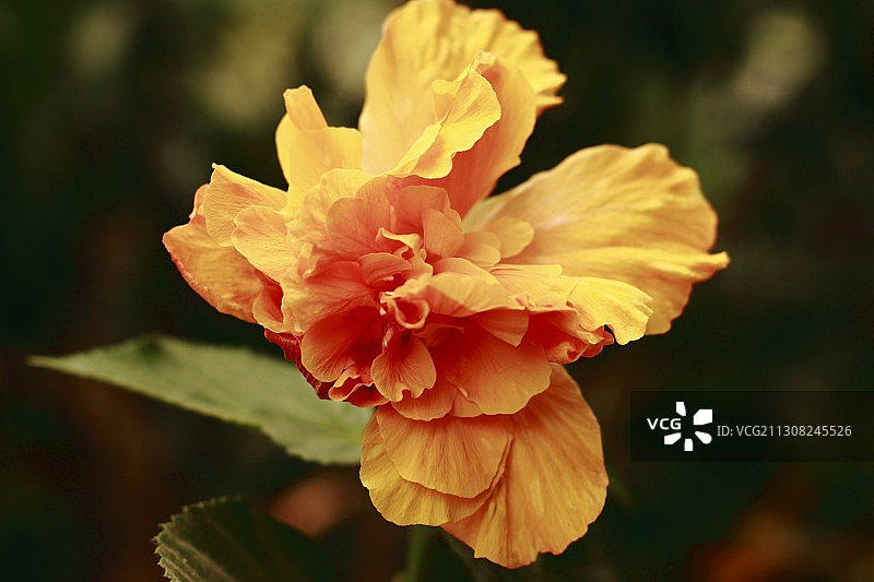 黄色玫瑰花的特写图片素材