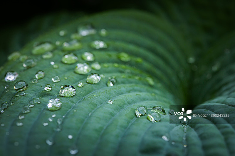 美国爱荷华州贝滕多夫，树叶上的雨滴特写图片素材