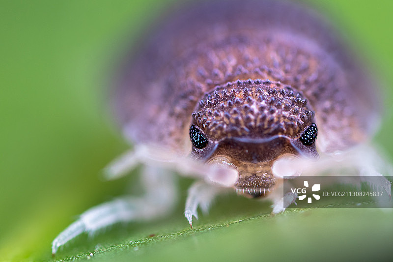 昆虫在花上的特写图片素材