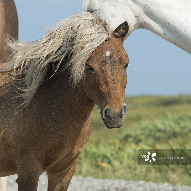 加拿大纽芬兰与拉布拉多博纳维斯塔田野马匹肖像图片素材