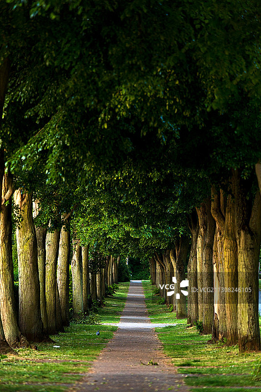 英国莱奇沃思花园城市公园中空旷的林间小路图片素材