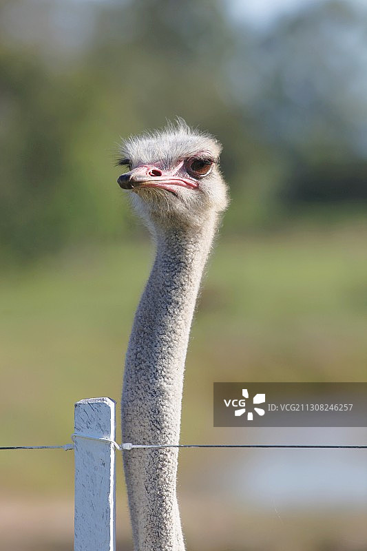 巴西南里奥格兰德州鸵鸟的特写图片素材
