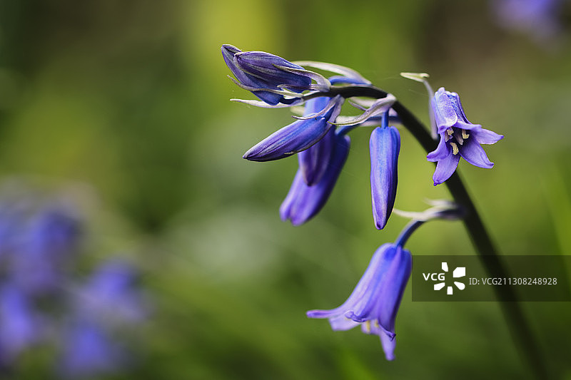 紫色植物特写，英国图片素材