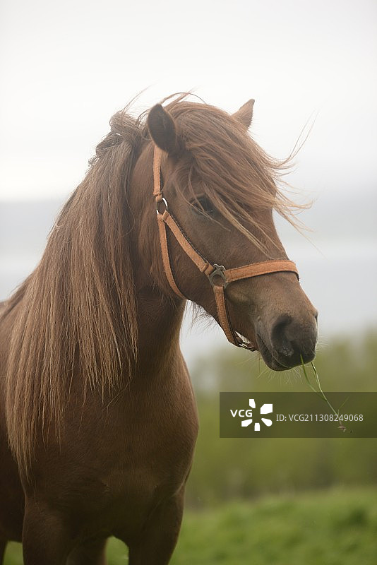 挪威天空下的马肖像图片素材