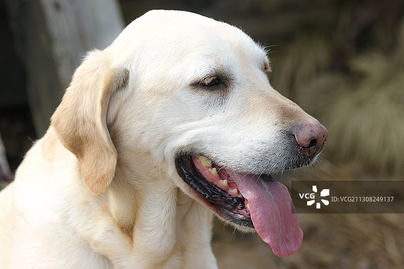 吐舌小狗的特写，英国约克斯普罗克斯顿图片素材