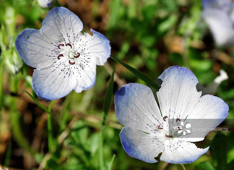 特写的白色开花植物图片素材