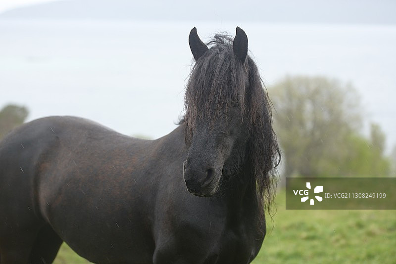 挪威，田野中马的写照图片素材
